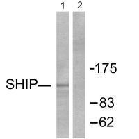 SHIP Antibody