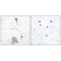 Sirp α1 Antibody
