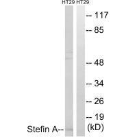Stefin A Antibody
