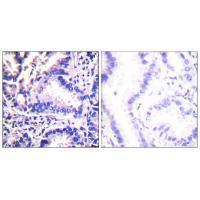 Synuclein γ Antibody