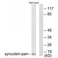 Synuclein-pan Antibody