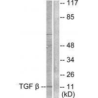 TGF β3 Antibody