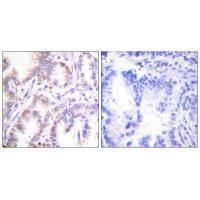 CDK7 Antibody