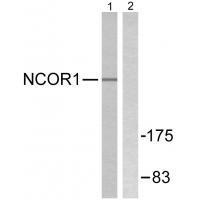 NCoR1 Antibody
