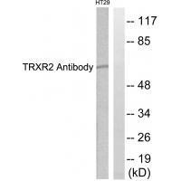 TRXR2 Antibody