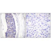 Tubulin α Antibody