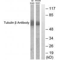 Tubulin β Antibody
