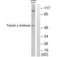 Tubulin γ Antibody