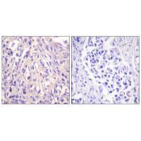UBE1L Antibody