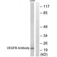 VEGFB Antibody