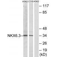 NKX6.3 Antibody