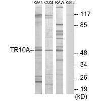 TR10A Antibody