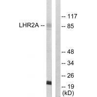 LHR2A Antibody