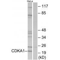 CDKA1 Antibody
