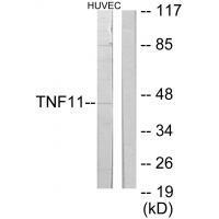 TNF11 Antibody