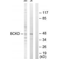 BCKD Antibody