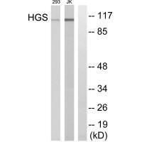 HGS Antibody