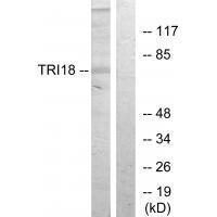 TRI18 Antibody