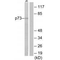 p73 Antibody