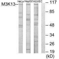M3K13 Antibody