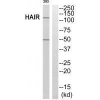 HAIR Antibody