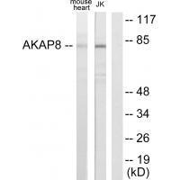 AKAP8 Antibody