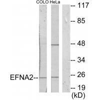 EFNA2 Antibody