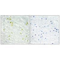 MED14 Antibody