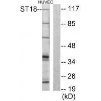 ZNF387 Antibody