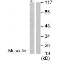 Musculin Antibody