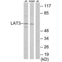 LAT3 Antibody