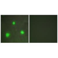 FOXH1 Antibody