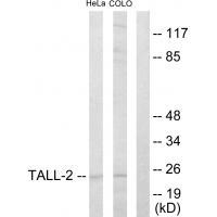 TALL-2 Antibody