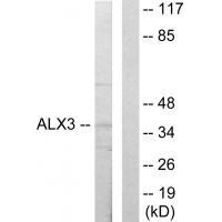 ALX3 Antibody