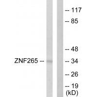 ZNF265 Antibody