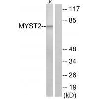 MYST2 Antibody