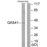 GAS41 Antibody
