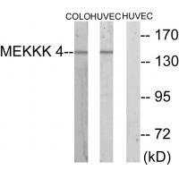 MEKKK 4 Antibody