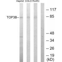 TOP3B Antibody