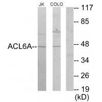 ACL6A Antibody