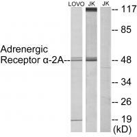 Adrenergic Receptor α-2A Antibody