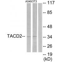 TACD2 Antibody