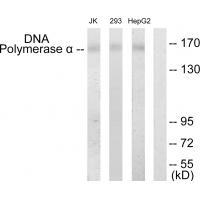 DNA Polymerase α Antibody