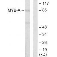 MYB-A Antibody