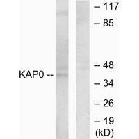KAP0 Antibody