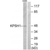 KPSH1 Antibody