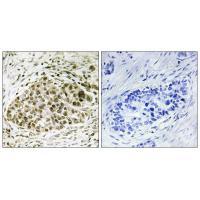 Lyl Antibody