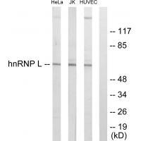 hnRNP L Antibody