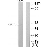 Fra Antibody