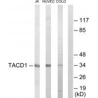 TACD1 Antibody